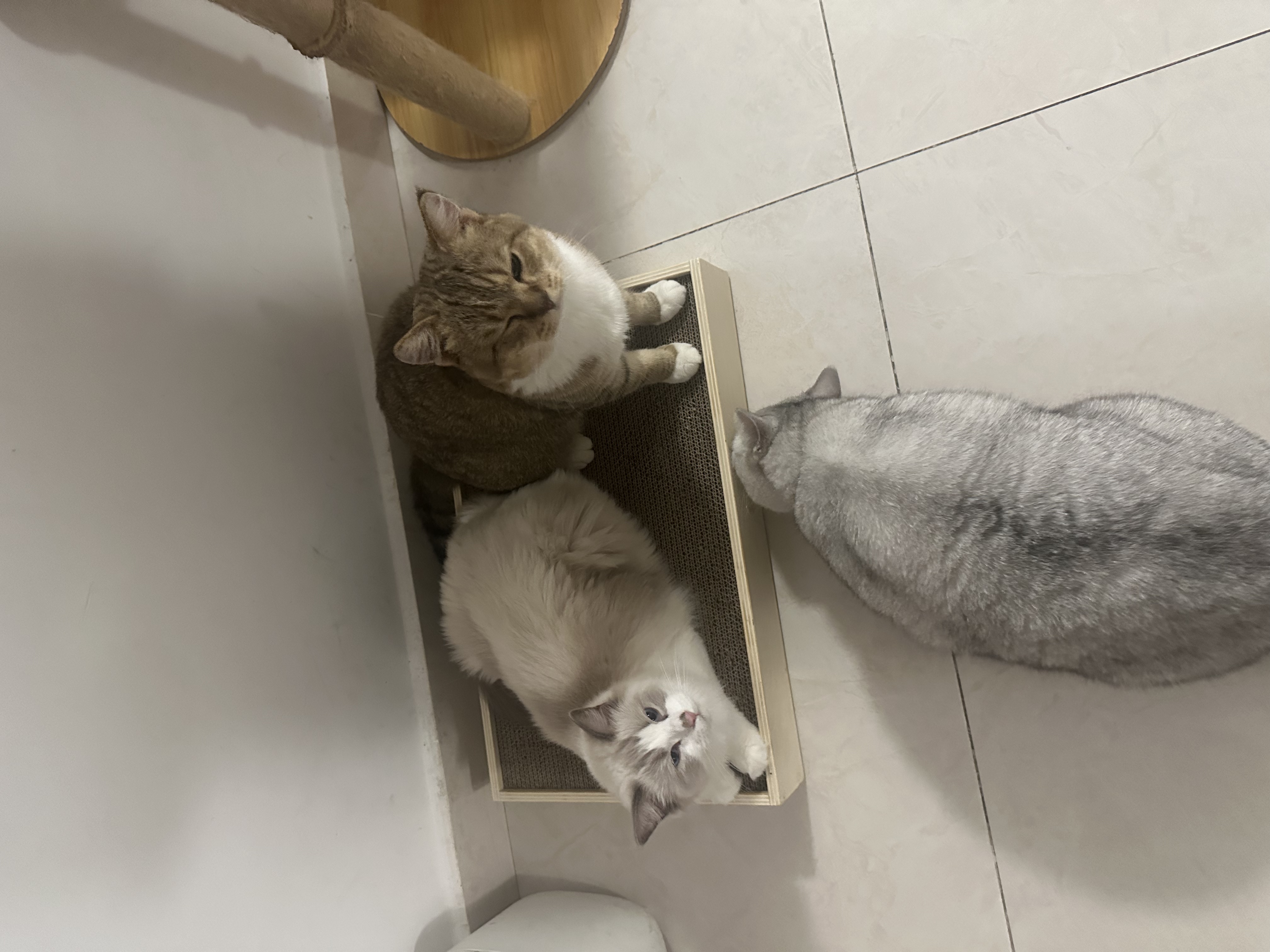 Two cats resting on the prototype with a third cat beside it during the household trial